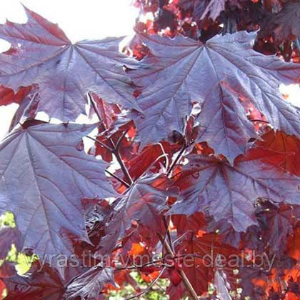 Клён остролистный Роял Ред (Acer platanoides Royal Red), С100 - фото 2 - id-p176553639