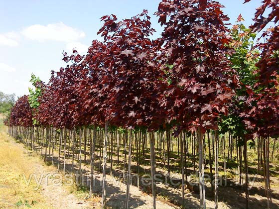 Клён остролистный Роял Ред (Acer platanoides Royal Red), С100 - фото 3 - id-p176553639