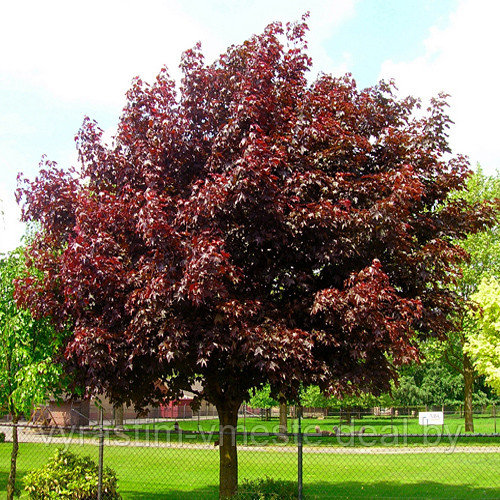 Клён остролистный Роял Ред (Acer platanoides Royal Red), С35 - фото 1 - id-p176553653