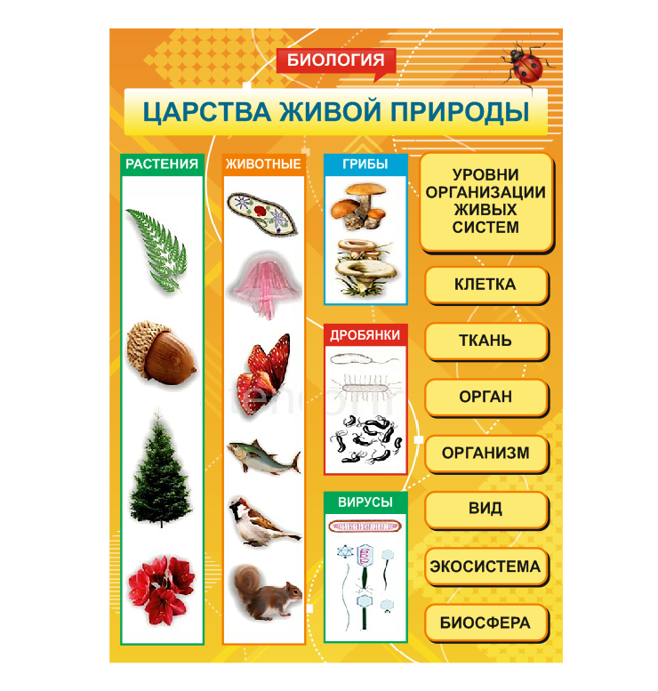 Школьный стенд в кабинет биологии "Царства живой природы"