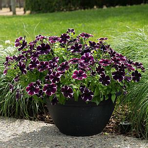Петуния Sweetunia Miss Marvelous (Рассада), фото 2