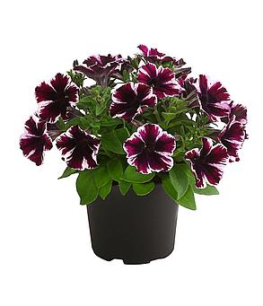 Петуния Sweetunia Miss Marvelous (Рассада), фото 2
