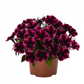 Петуния Sweetunia Miss Fantastic (Рассада)