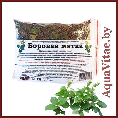 Боровая матка трава для чего применяется. Боровая матка высушенная. Настой боровой матки. Трава матка. Боровая матка трава инструкция по применению.