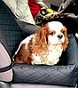 Автокресло для перевозки собак, лежак в машину для животных, фото 2