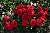 Роза чайно-гибридная Ред пиано, фото 2