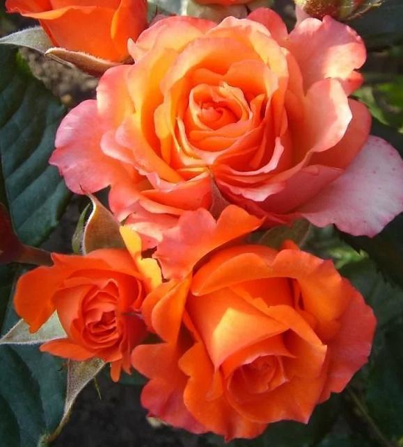 Роза чайно-гибридная Верано - фото 1 - id-p177162521