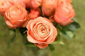 Роза чайно-гибридная Кахала