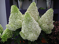 Гортензия метельчатая Полярный медведь (Hydrangea paniculata Polar Bear) С2