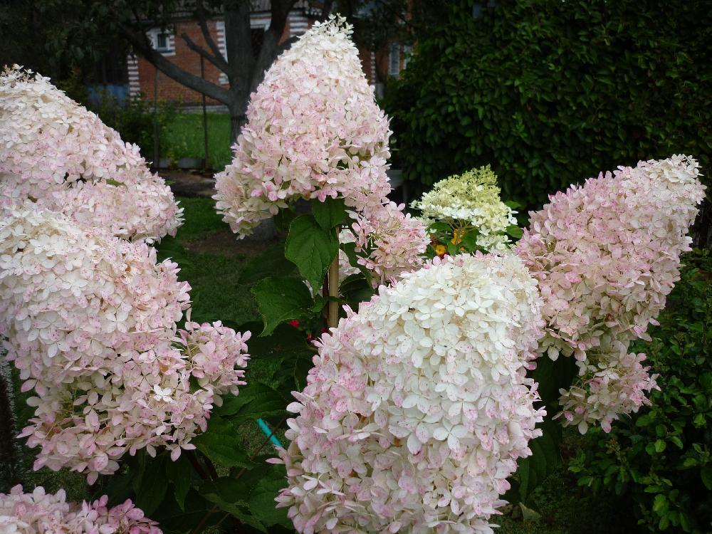 Гортензия метельчатая Фантом (Hydrangea paniculata Phantom) С2 - фото 1 - id-p177175385