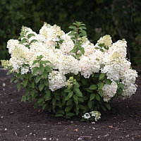 Гортензия метельчатая Бобо (Hydrangea paniculata Bobo) С3