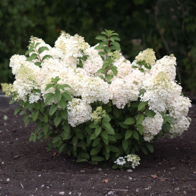 Гортензия метельчатая Бобо (Hydrangea paniculata Bobo) С3 - фото 1 - id-p177175512