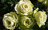 Роза флорибунда Лавли Грин, фото 3