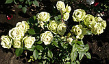 Роза флорибунда Лавли Грин, фото 4