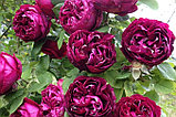 Роза кустовая Барон Жиро Де Лен, фото 3