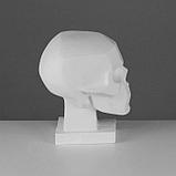 Гипсовая фигура обрубовка черепа по Баммесу, 23,5 х 16 х 27 см, фото 2