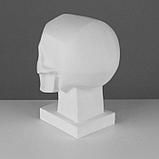 Гипсовая фигура обрубовка черепа по Баммесу, 23,5 х 16 х 27 см, фото 3