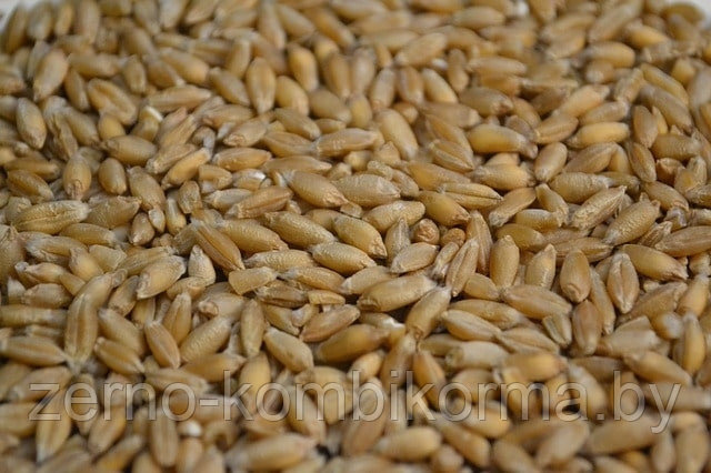 Пшеница фуражная   ( 30 кг)