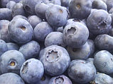 Голубика "Блюкроп"(Bluecrop), среднеспелый сорт, Р9, фото 3