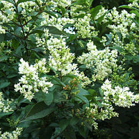 Бирючина обыкновенная (Ligustrum vulgare) С3 выс. 20-30см