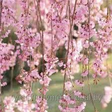 Вишня Плакучая (Prunus pendula) С50 выс. 190 см - фото 2 - id-p124099777
