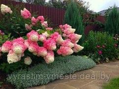 Гортензия метельчатая Фрайз мельба (Hydrangea paniculata 'Fraise Melba) , С5, выс. 70 см