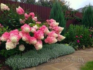 Гортензия метельчатая Фрайз мельба (Hydrangea paniculata 'Fraise Melba) , С5, выс. 70 см - фото 1 - id-p177477772