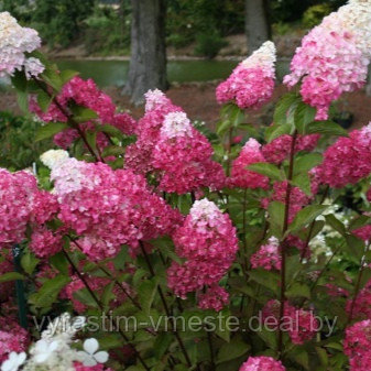 Гортензия метельчатая Фрайз мельба (Hydrangea paniculata 'Fraise Melba) , С5, выс. 70 см - фото 2 - id-p177477772