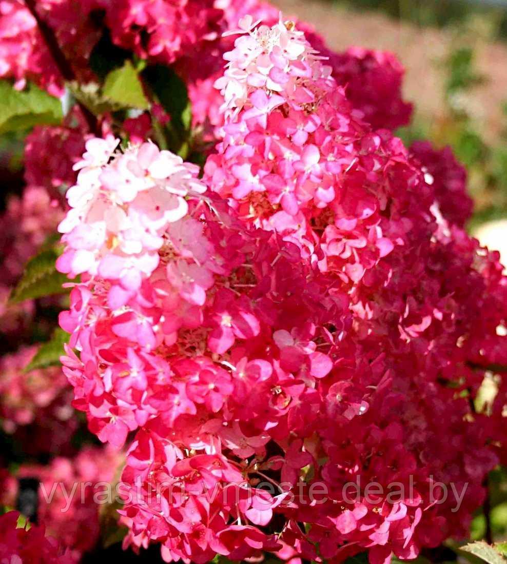 Гортензия метельчатая Фрайз мельба (Hydrangea paniculata 'Fraise Melba) , С5, выс. 70 см - фото 3 - id-p177477772