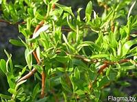 Ива Вавилонская Тортуоза (Salix Tortuosa) Р9 выс.30-40 см