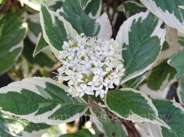 Дерен белый Элегантиссима (Cornus alba 'Elegantissima') Р9, выс. 30-40 см - фото 2 - id-p177477999