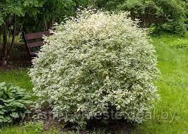 Дерен белый Элегантиссима (Cornus alba 'Elegantissima') Р9, выс. 30-40 см - фото 3 - id-p177477999