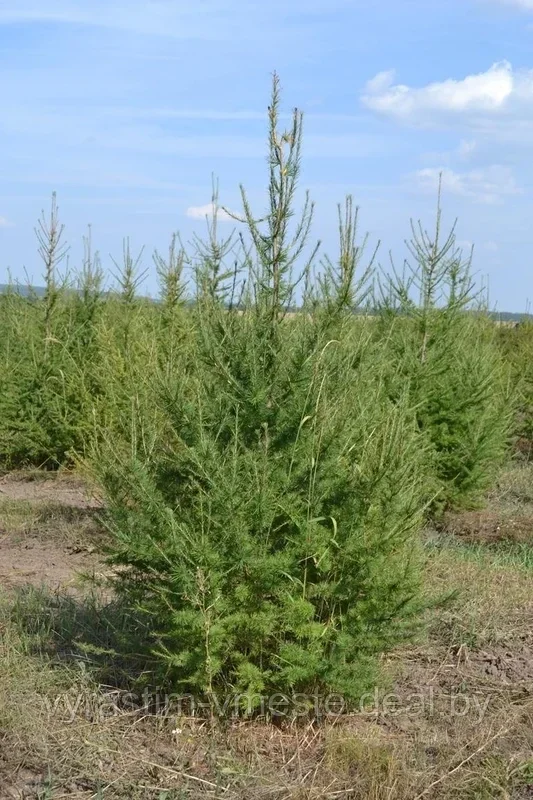 Лиственница европейская (Larix decidua=L. europaea) С5 выс.80-100см - фото 2 - id-p177485816