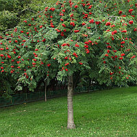 Рябина обыкновенная Пендула (Sorbus aucuparia Pendula) С20 В.150 см штамб