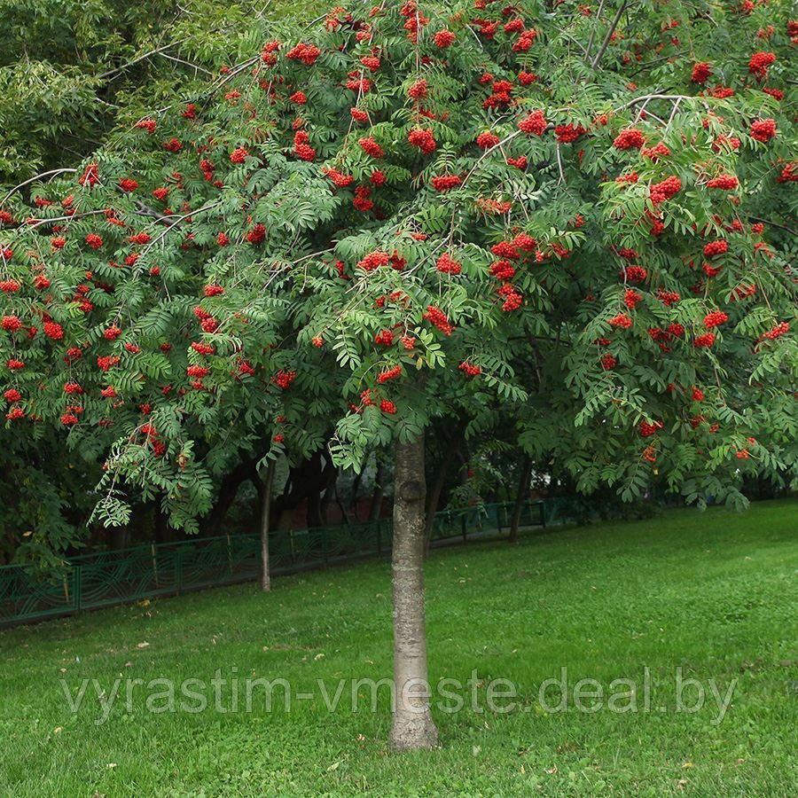 Рябина обыкновенная Пендула (Sorbus aucuparia Pendula) С20 В.150 см штамб - фото 1 - id-p177487496