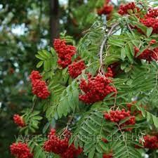 Рябина обыкновенная Пендула (Sorbus aucuparia Pendula) С20 В.150 см штамб - фото 2 - id-p177487496