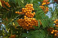 Рябина Арнольда "Голден Вондер" (Sorbus arnoldiana 'Golden Wonder') , С5 В. 120-140 см