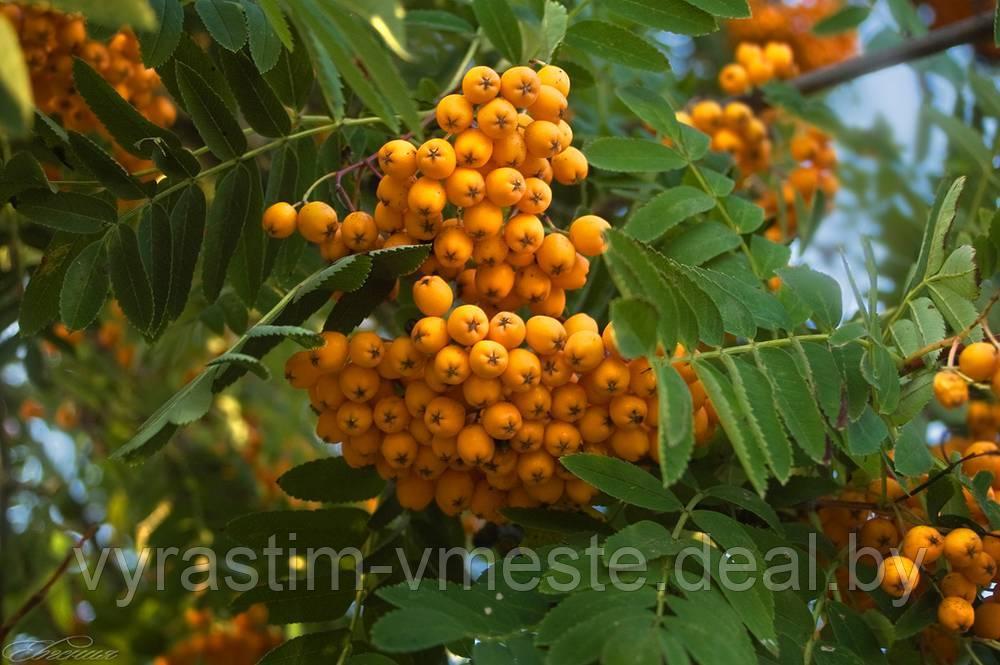 Рябина Арнольда "Голден Вондер" (Sorbus arnoldiana 'Golden Wonder') , С5 В. 120-140 см - фото 1 - id-p177487568