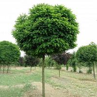 Акация шаровидная или робиния Умбракулифера (Robinia pseudoacacia Umbraculifera) С20