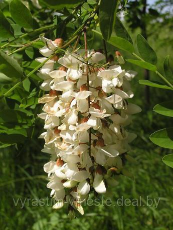 Акация шаровидная или робиния Умбракулифера (Robinia pseudoacacia Umbraculifera) С20 - фото 3 - id-p177489504