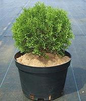 Туя западная Хосери / Хозери (Thuja occidentalis Hoseri) С5 выс.35-45см