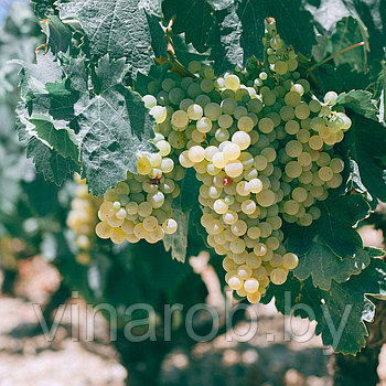 Набор для обработки винограда на сезон