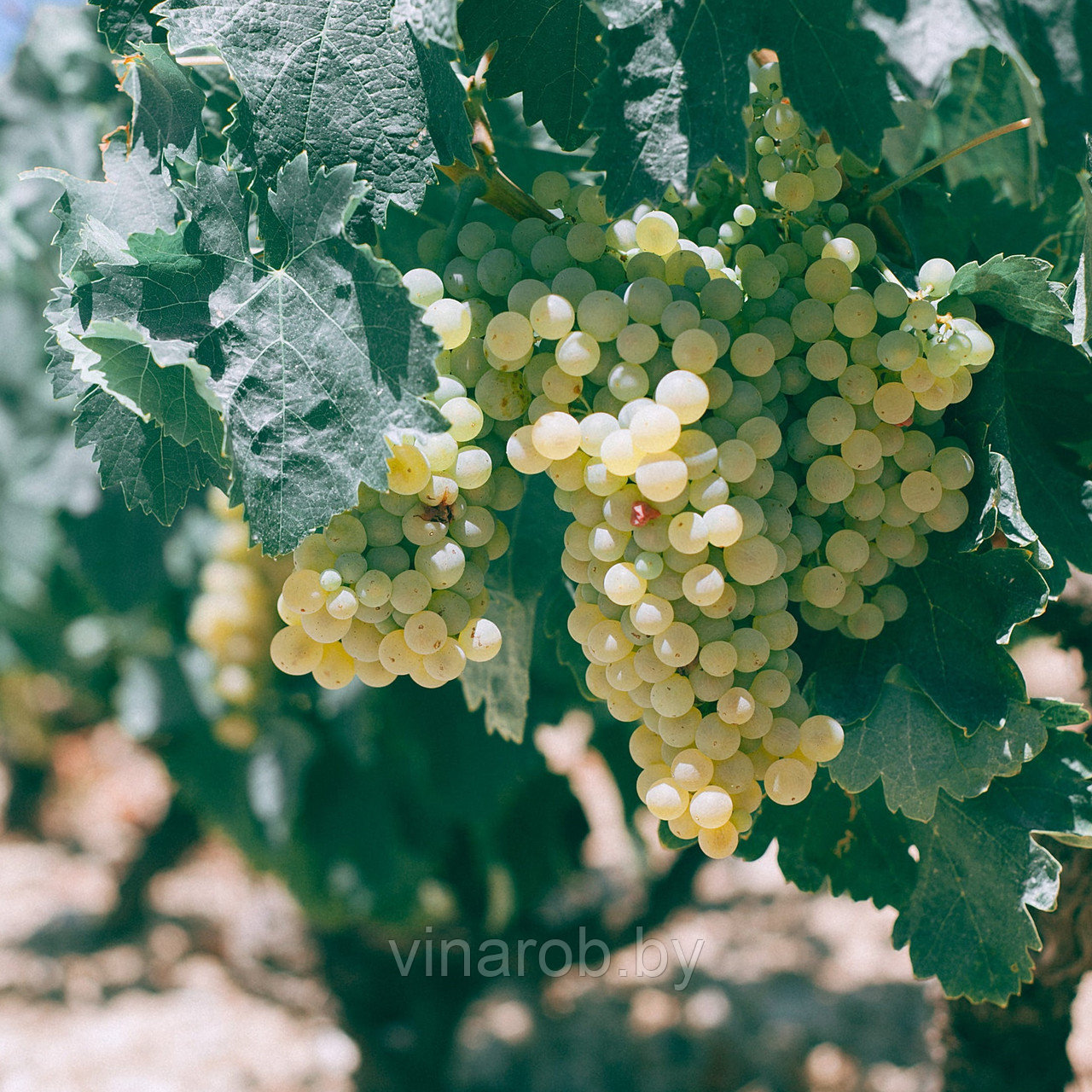 Набор для обработки винограда на сезон - фото 1 - id-p177723556