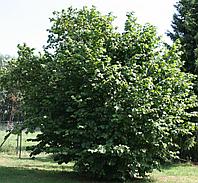 Лещина обыкновенная (Corylus avellana) С7,5, выс.240см