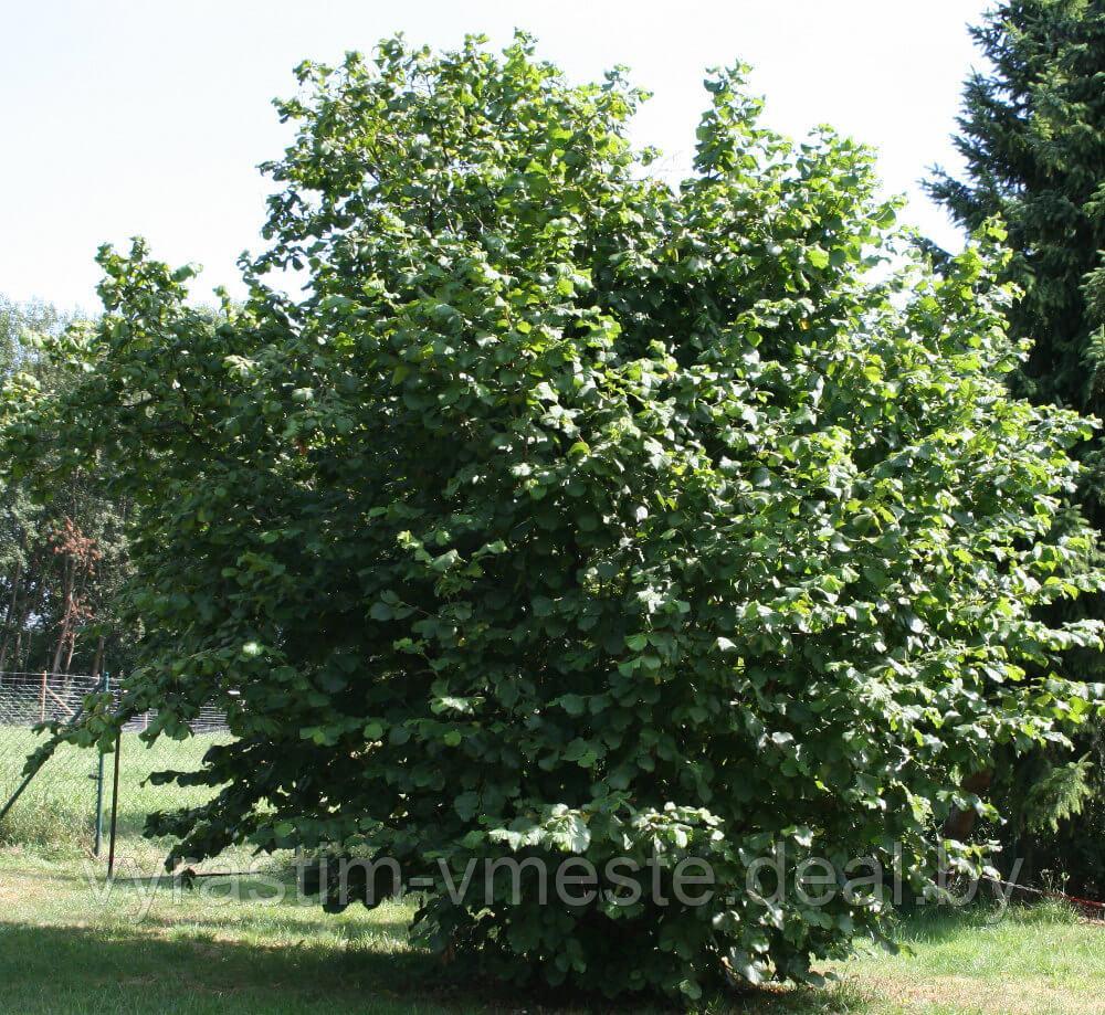 Лещина обыкновенная (Corylus avellana) С7,5, выс.240см - фото 1 - id-p177771836