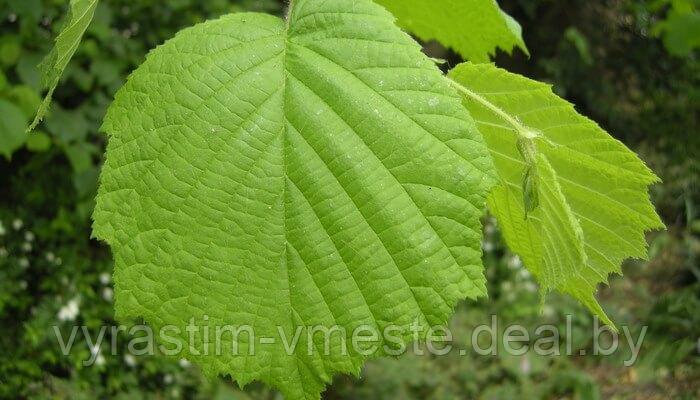 Лещина обыкновенная (Corylus avellana) С7,5, выс.240см - фото 3 - id-p177771836