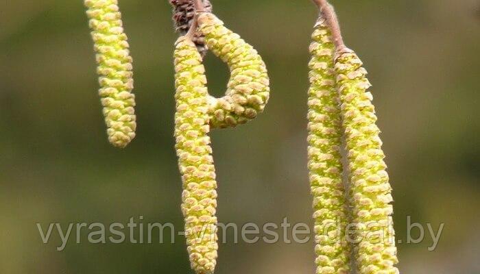 Лещина обыкновенная (Corylus avellana) С7,5, выс.240см - фото 2 - id-p177771836