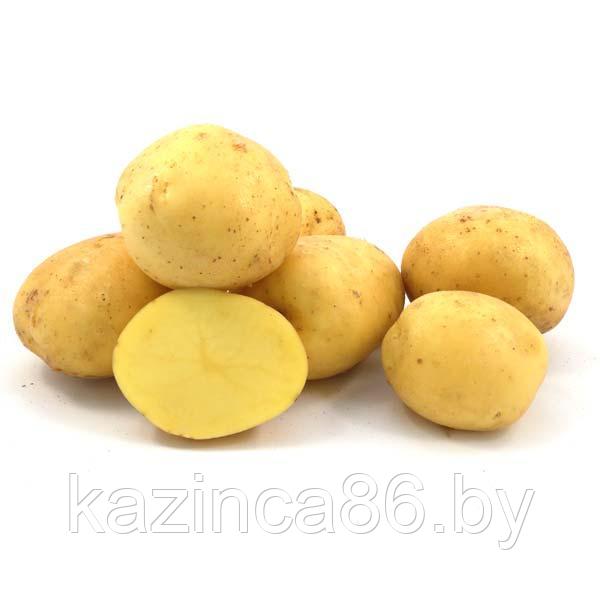 Картофель семенной Ювель   (ЭЛИТА) 1кг