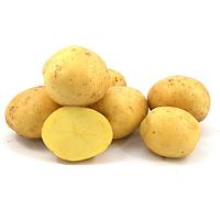 Картофель семенной сорт "Пароли" 1кг.