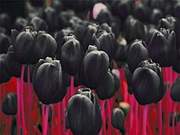 Луковицы сортовых тюльпанов - фото 1 - id-p78448721